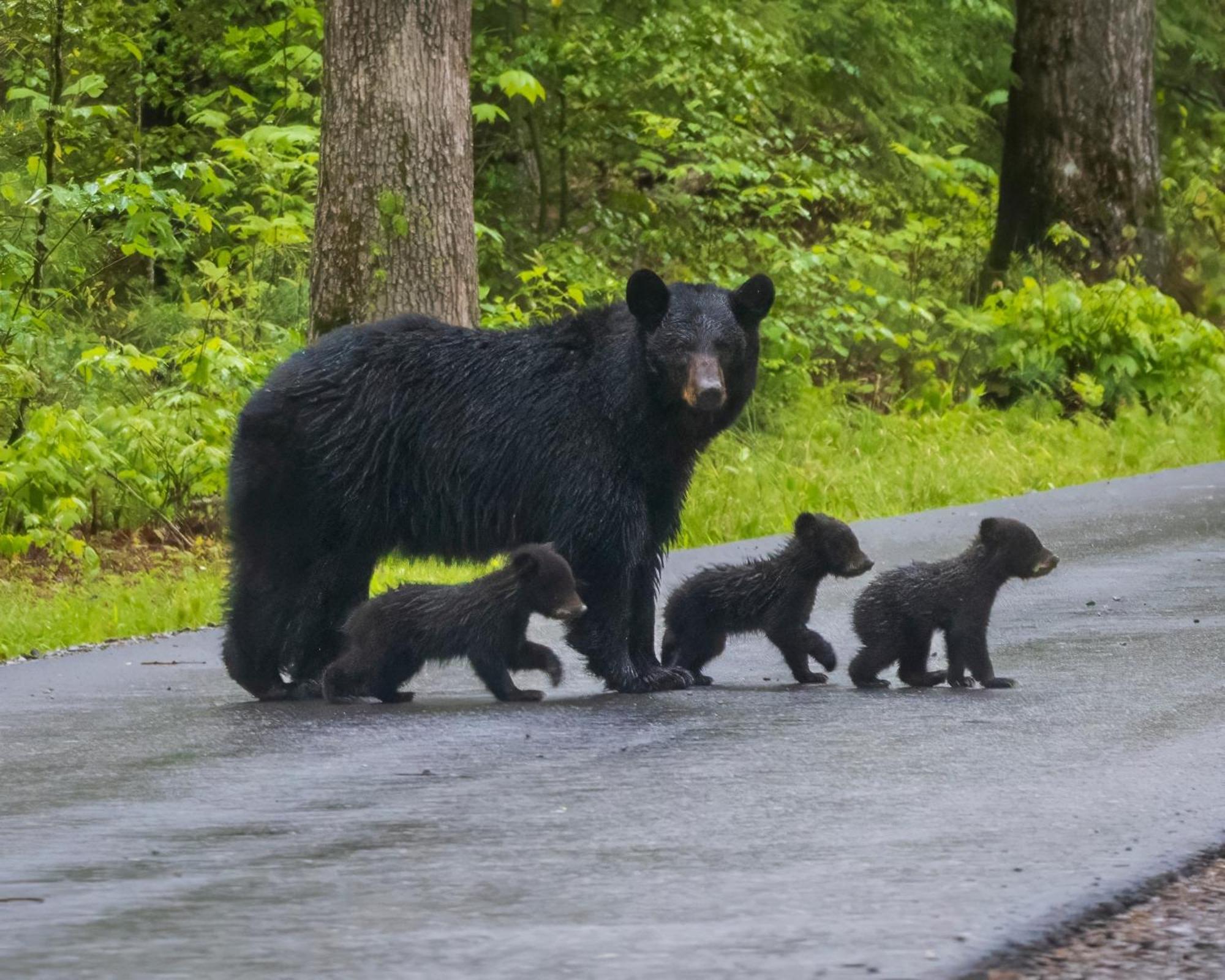 Вилла Bear End Севьервилл Экстерьер фото